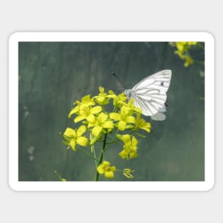 Cabbage White Butterfly on Brassica Flower Sticker